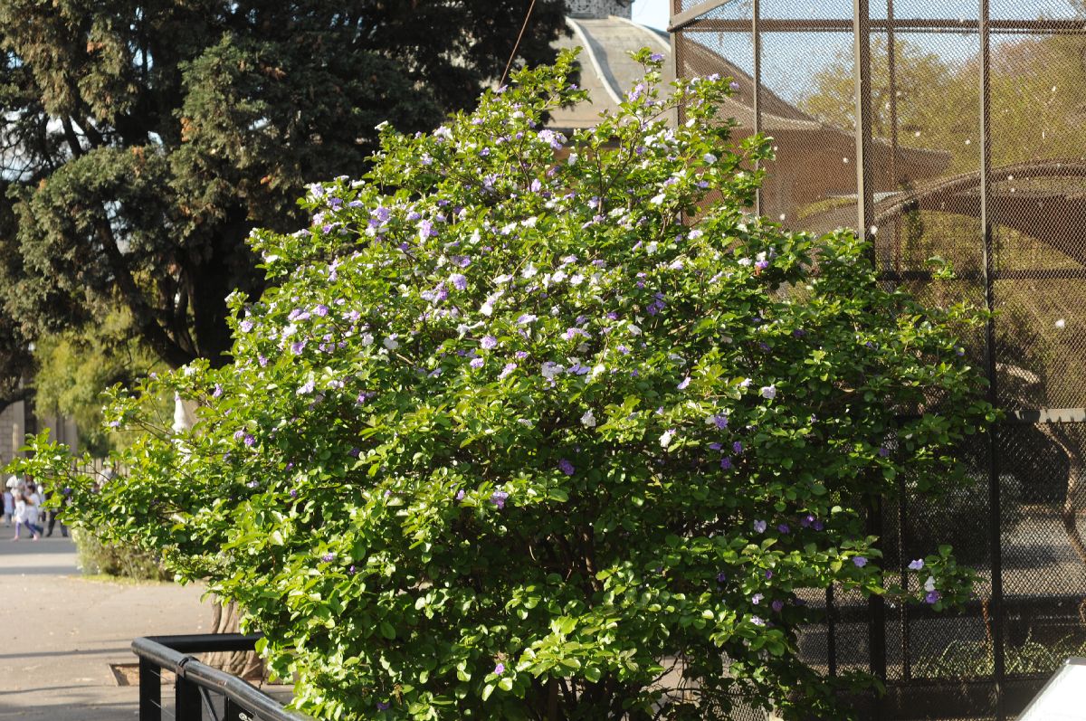 Solanaceae Brunfelsia pauciflora