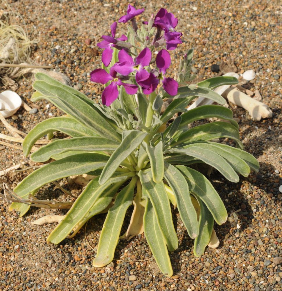 Brassicaceae Matthiola incana