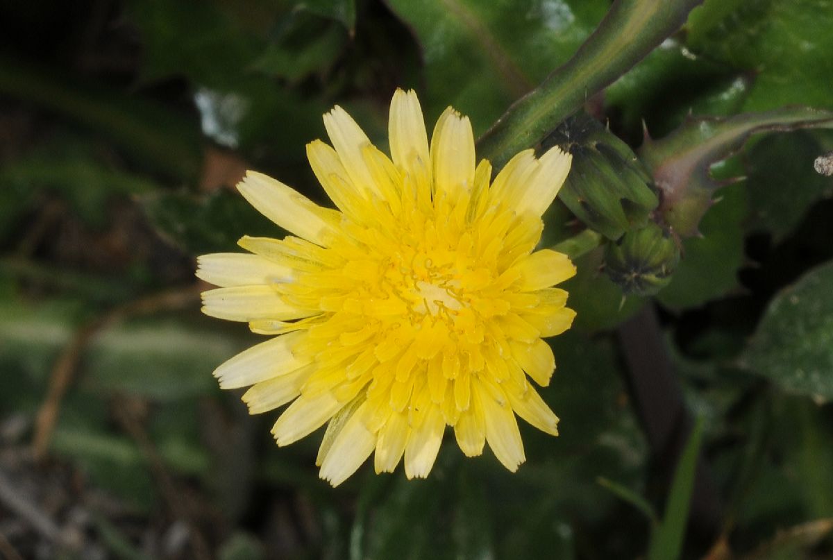 Asteraceae Sonchus oleraceus