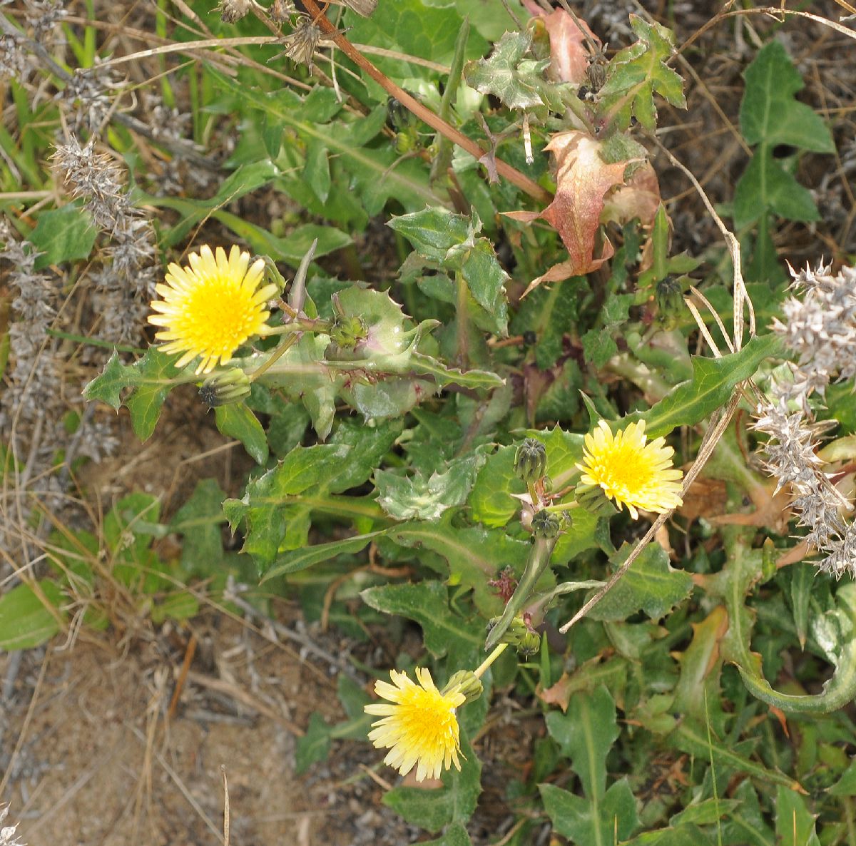 Asteraceae Sonchus oleraceus