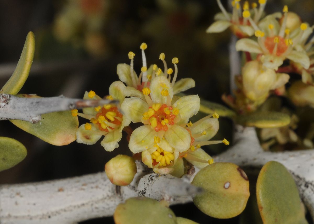 Anacardiaceae Schinus johnstonii