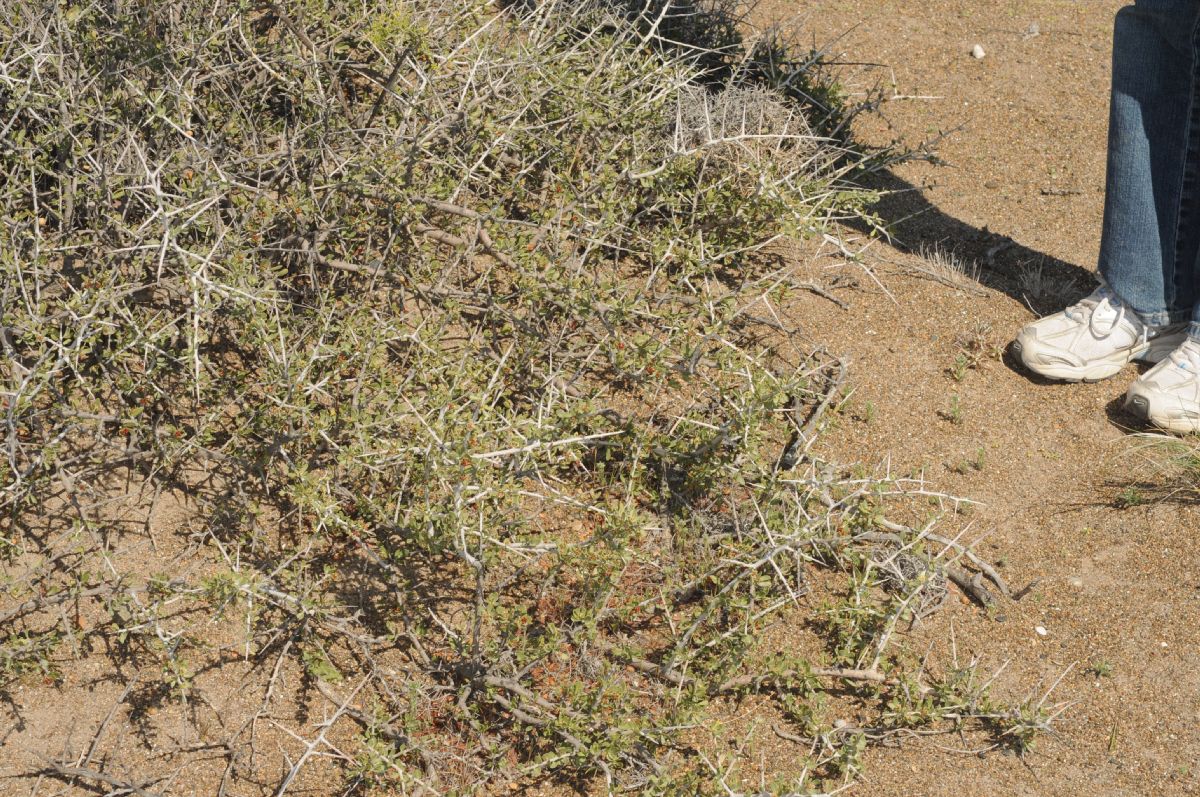 Anacardiaceae Schinus johnstonii