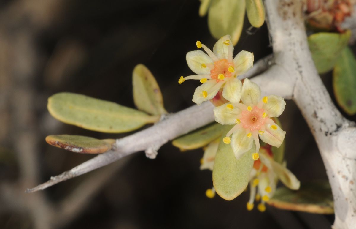 Anacardiaceae Schinus johnstonii