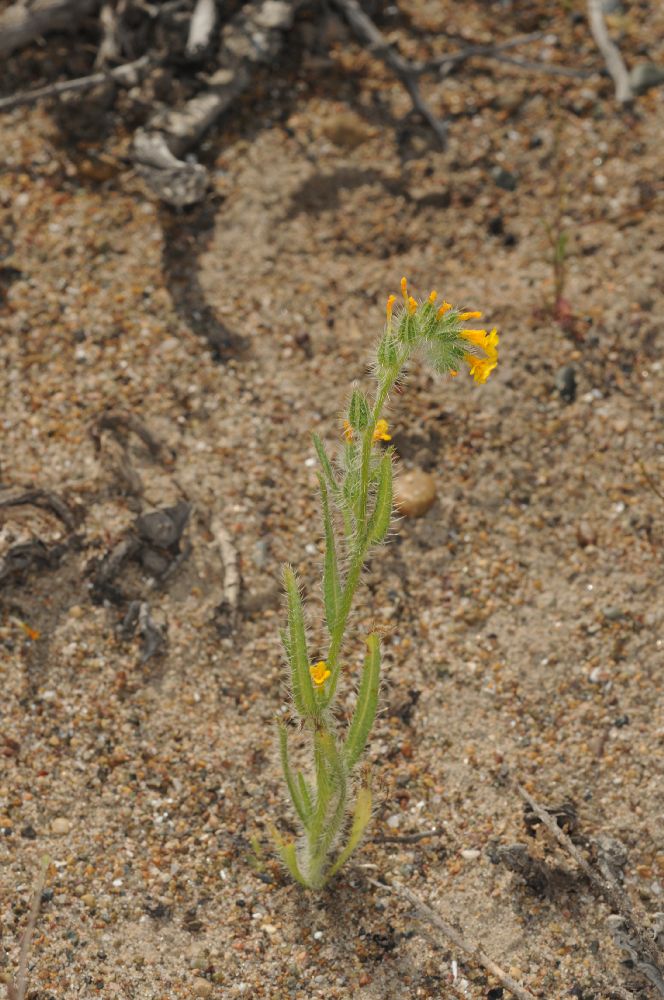 Boraginaceae Amsinckia calycina