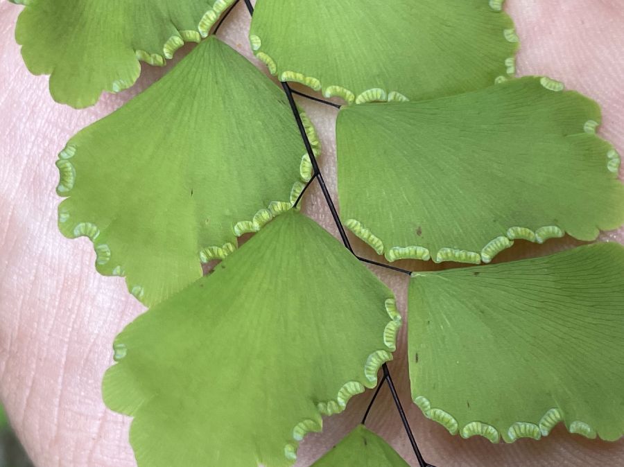 Pteridaceae Adiantum trapeziforme