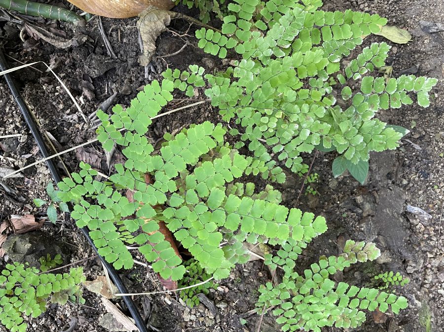 Pteridaceae Adiantum trapeziforme