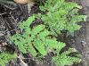 image of Adiantum trapeziforme