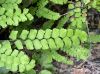 image of Adiantum trapeziforme