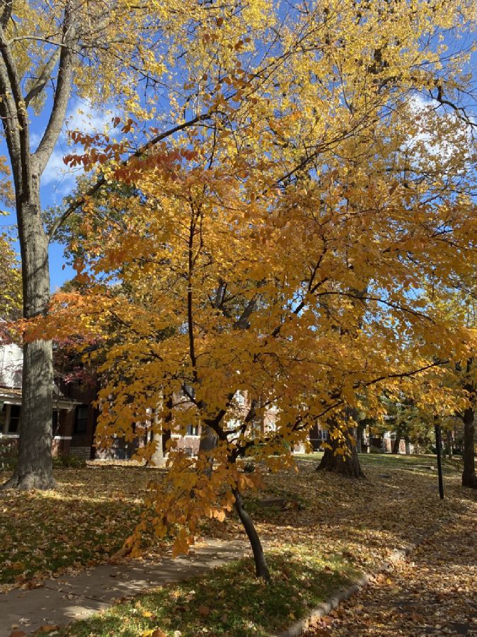 Rosaceae Amelanchier 