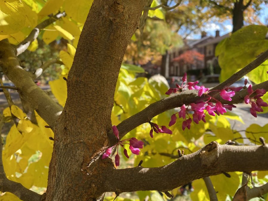 Fabaceae Cercis canadensis