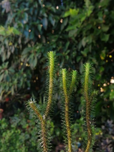 Lycopodiaceae Phlegmariurus reflexa