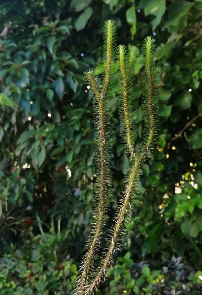 Lycopodiaceae Phlegmariurus reflexa