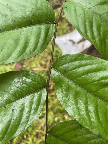 Tectariaceae Tectaria moranii