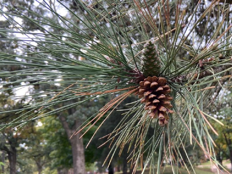 Pinaceae Pinus nigra