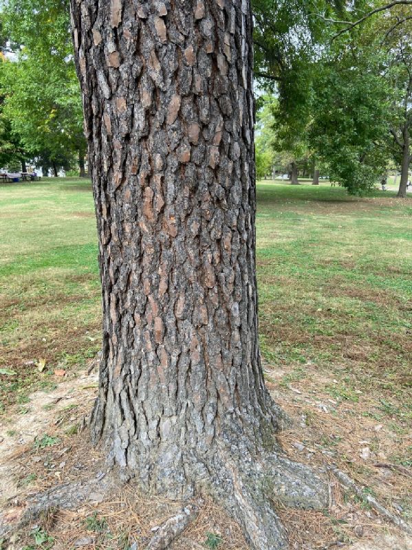 Pinaceae Pinus nigra