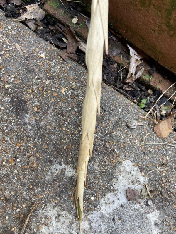 Poaceae Arundinaria gigantea