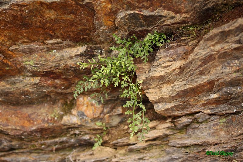 Aspleniaceae Asplenium montanum