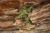 image of Asplenium montanum