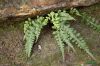 image of Asplenium pinnatifidum