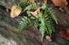 image of Asplenium trudellii