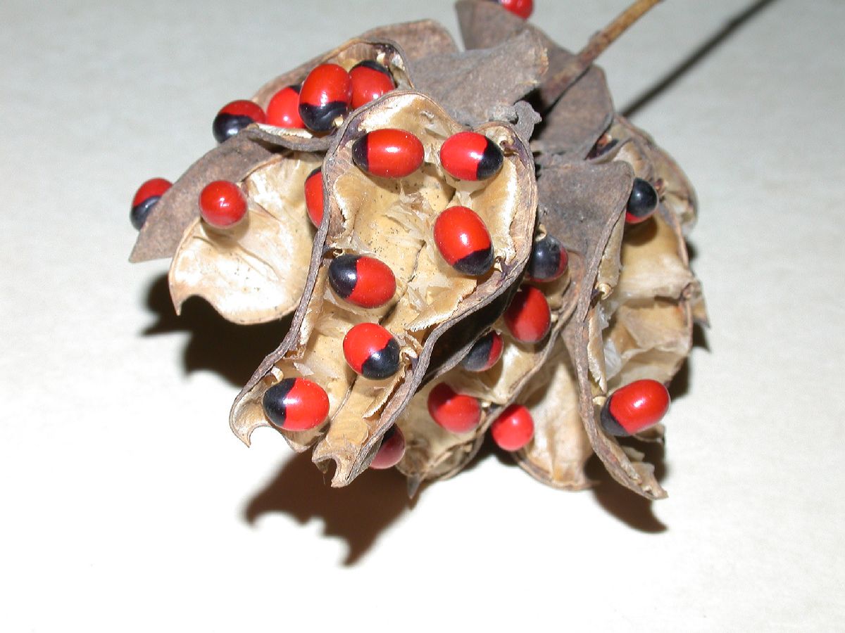 Fabaceae Abrus precatorius