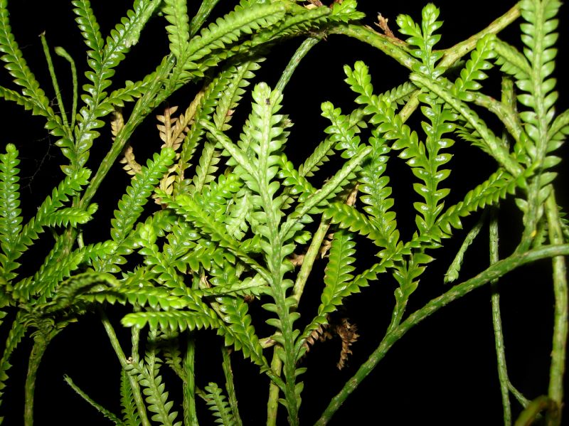 Lycopodiaceae Diphasium jussiaei