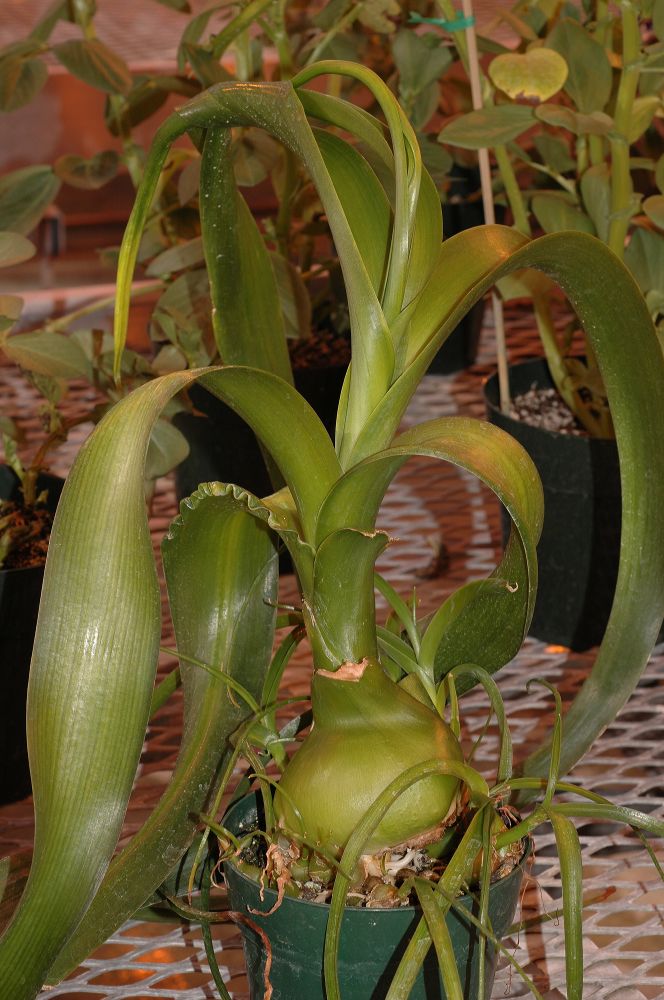 Hyacinthaceae Ornithogalum caudatum