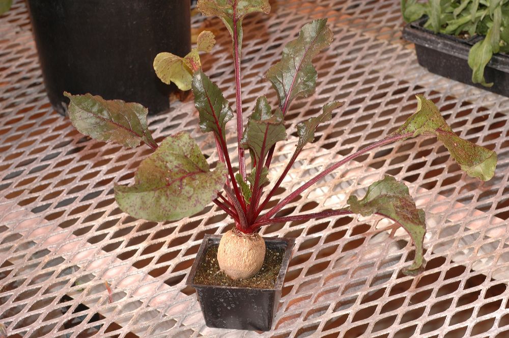 Amaranthaceae Beta vulgaris