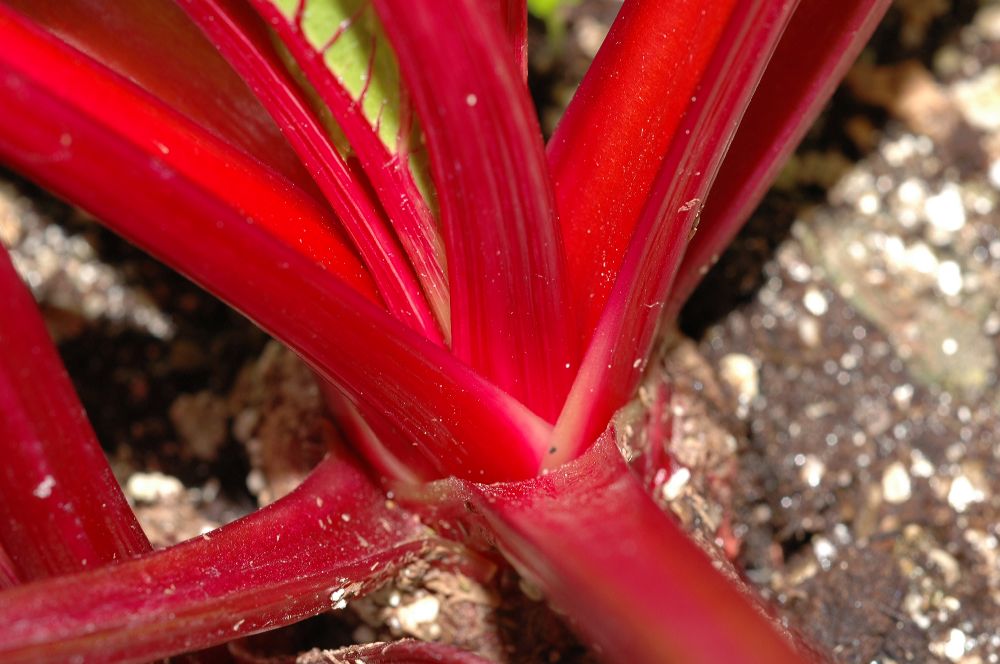 Amaranthaceae Beta vulgaris