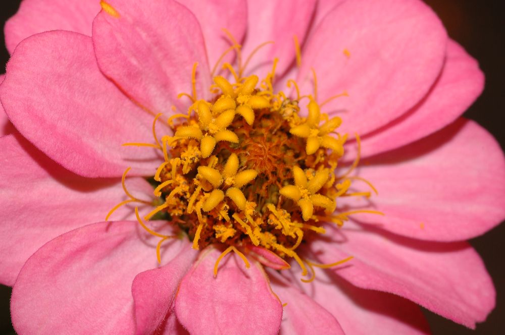 Asteraceae Zinnia peruviana