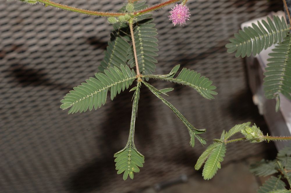 Fabaceae Mimosa pudica