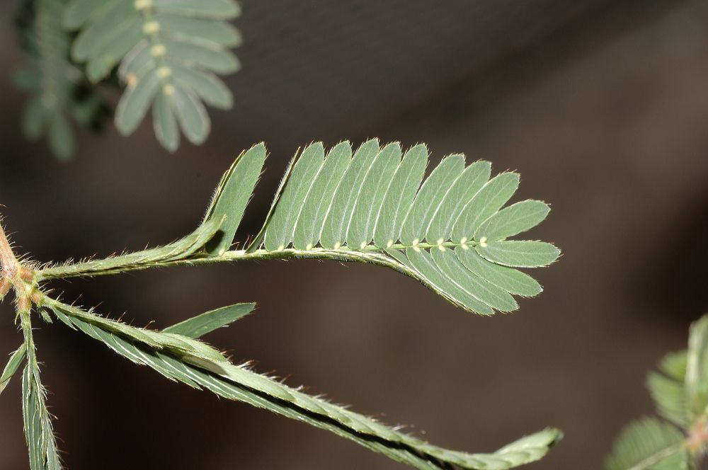 Fabaceae Mimosa pudica