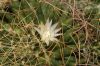 image of Mammillaria camptotricha