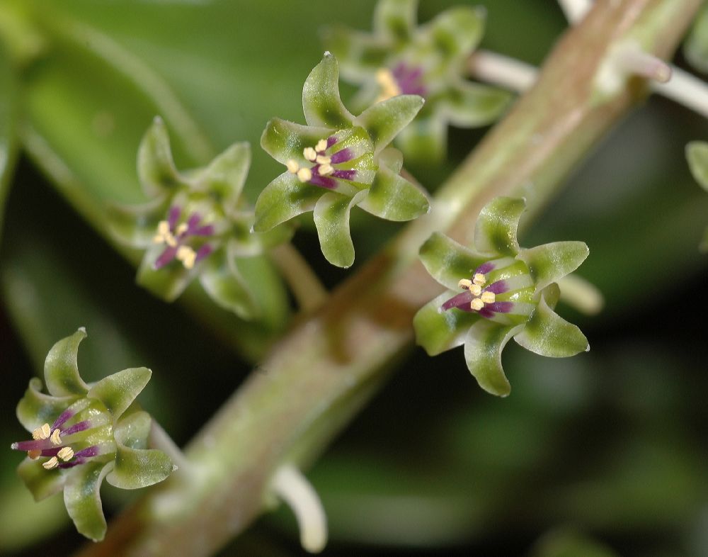 Hyacinthaceae Scilla violacea