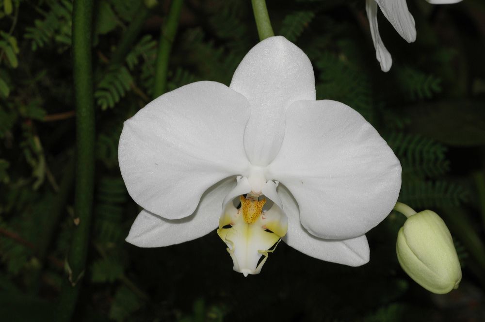 Orchidaceae Phalaenopsis 