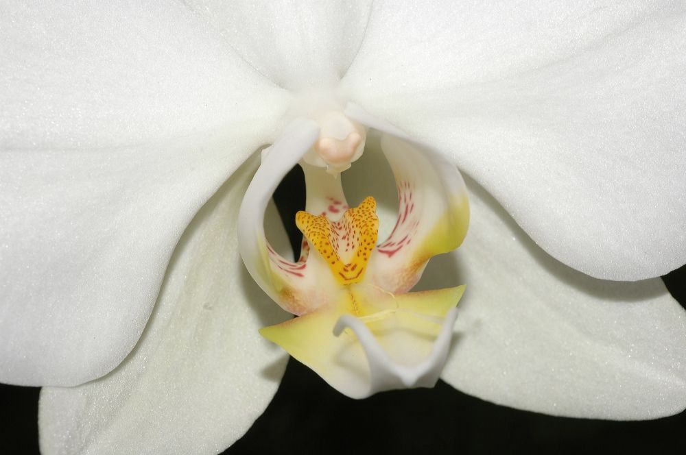 Orchidaceae Phalaenopsis 