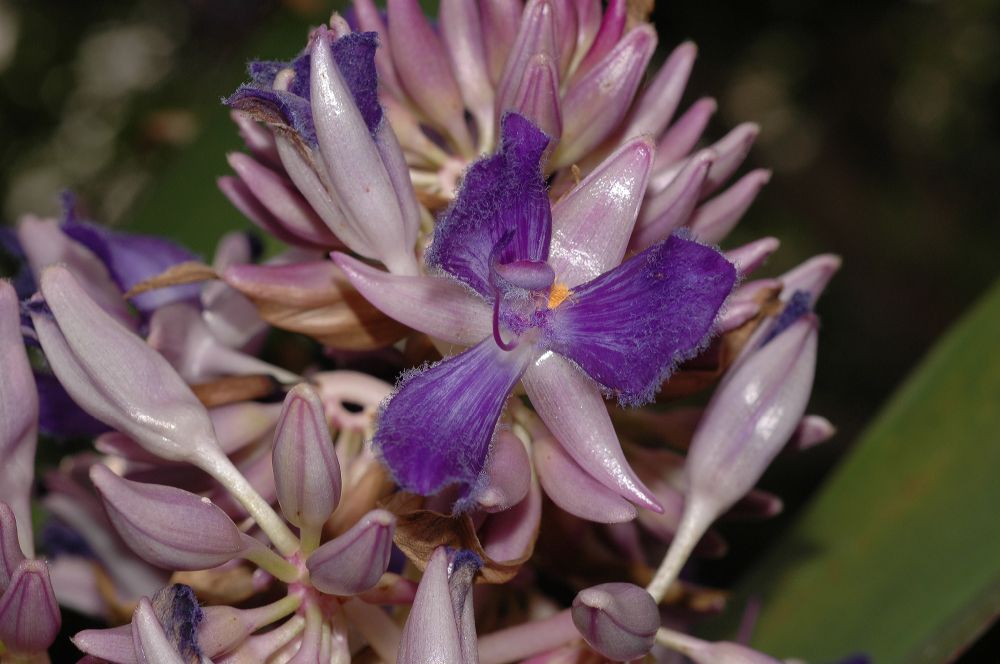 Commelinaceae Cochliostema odoratissimum