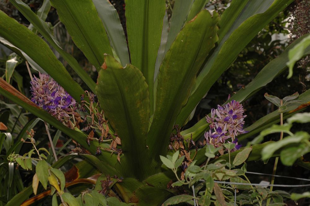 Commelinaceae Cochliostema odoratissimum