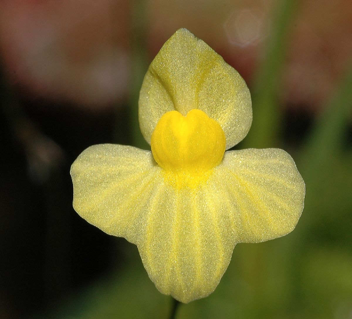 Lentibulariaceae Utricularia 