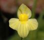 image of Utricularia 