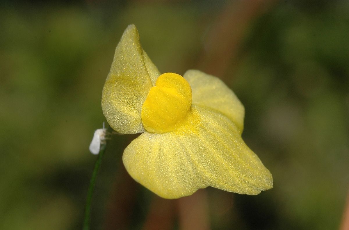 Lentibulariaceae Utricularia 