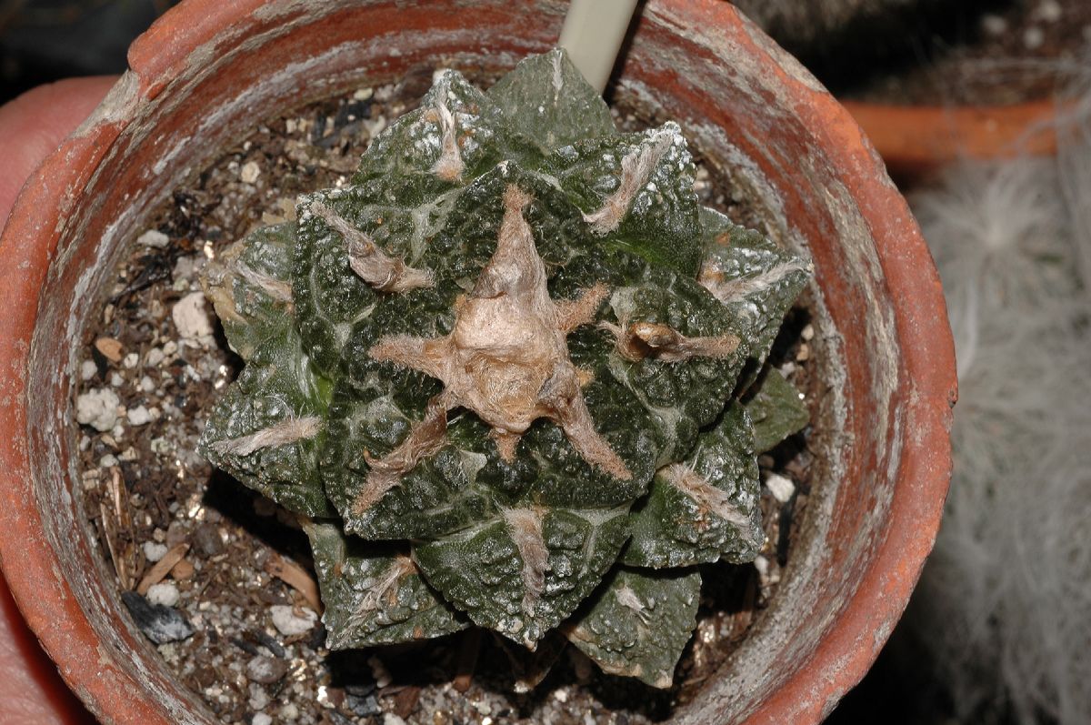 Cactaceae Ariocarpus fissuratus