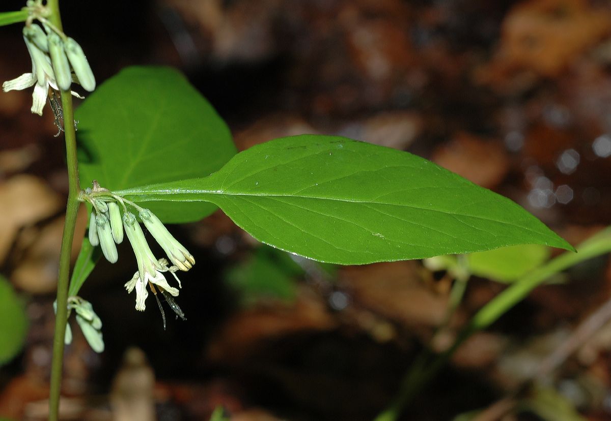 Asteraceae Prenanthes alba