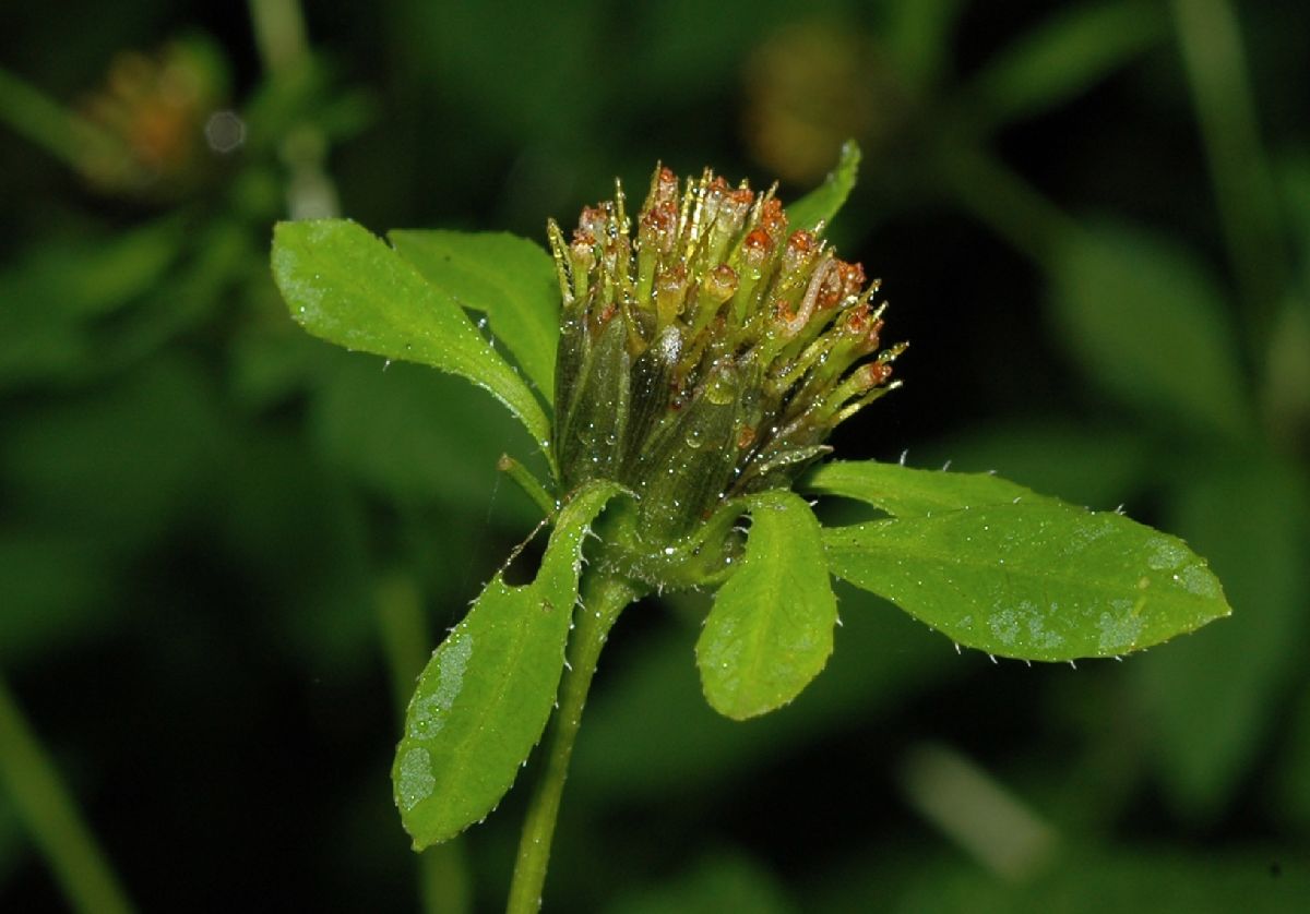 Asteraceae Bidens 