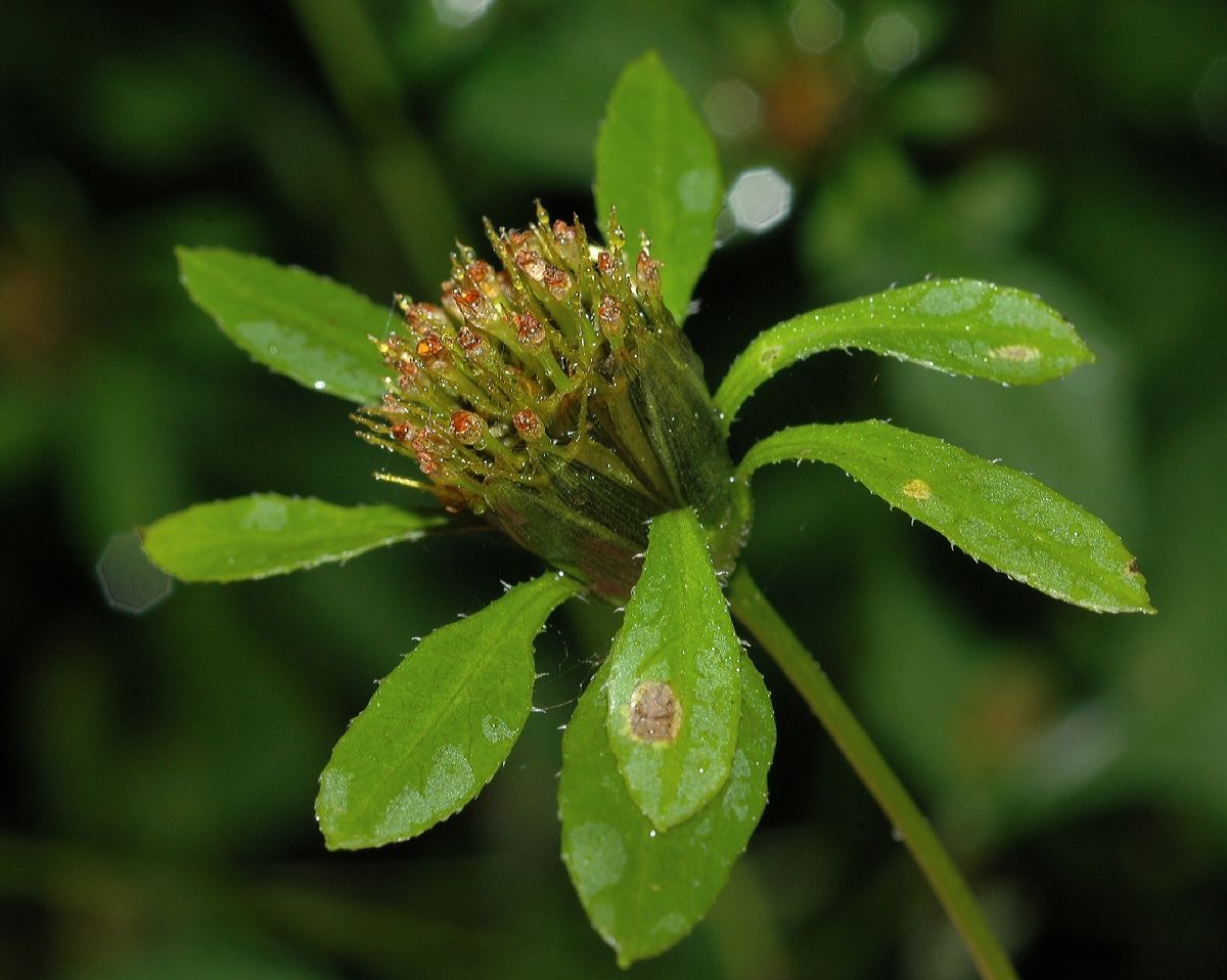 Asteraceae Bidens 