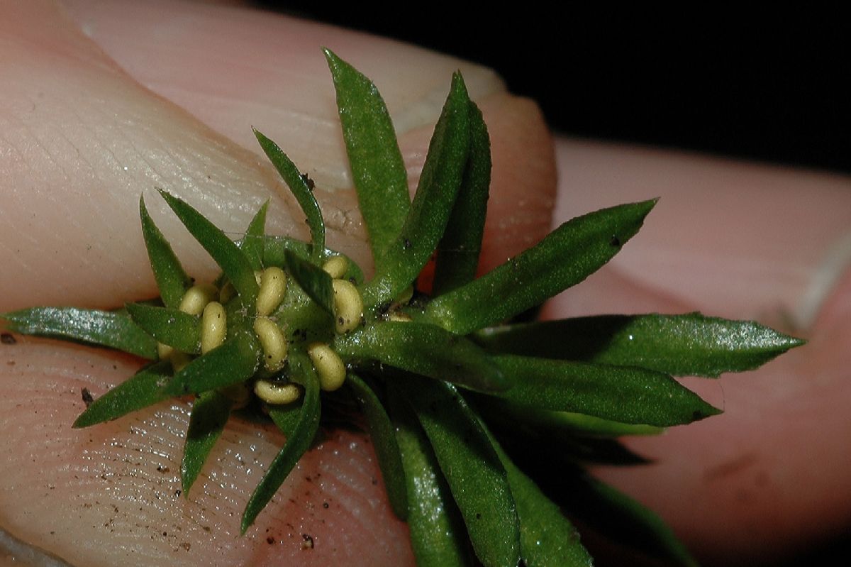 Lycopodiaceae Huperzia lucidula