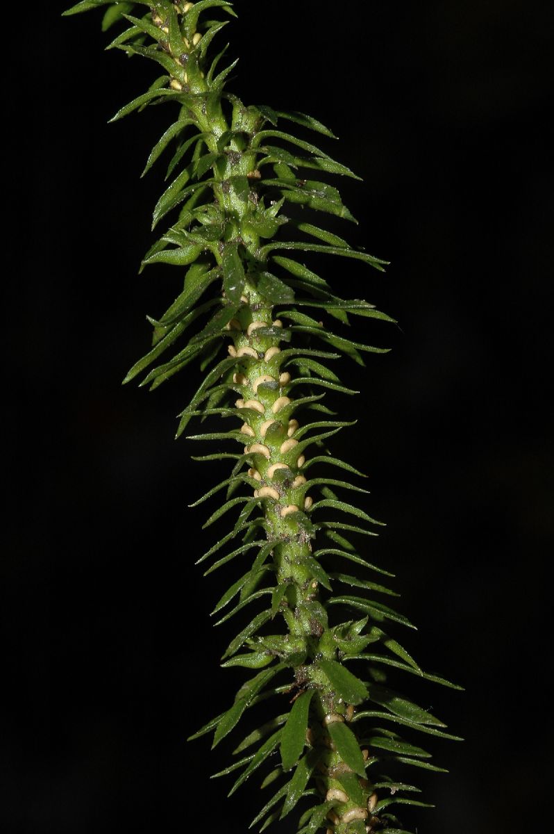 Lycopodiaceae Huperzia lucidula