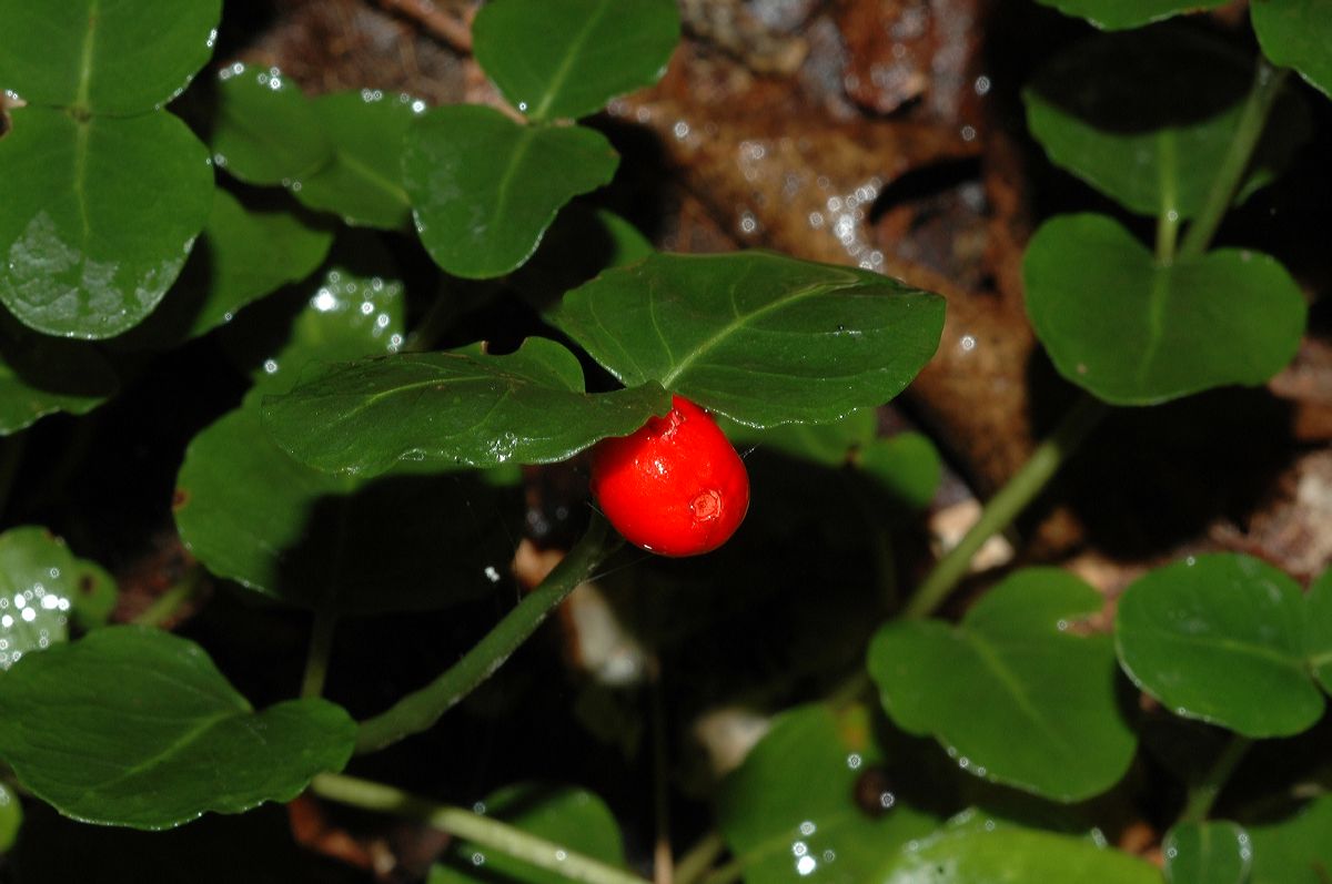 Rubiaceae Mitchella repens