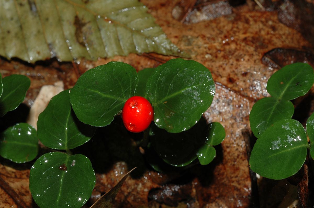 Rubiaceae Mitchella repens