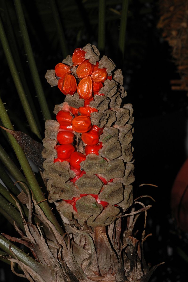 Zamiaceae Zamia pseudomonticola